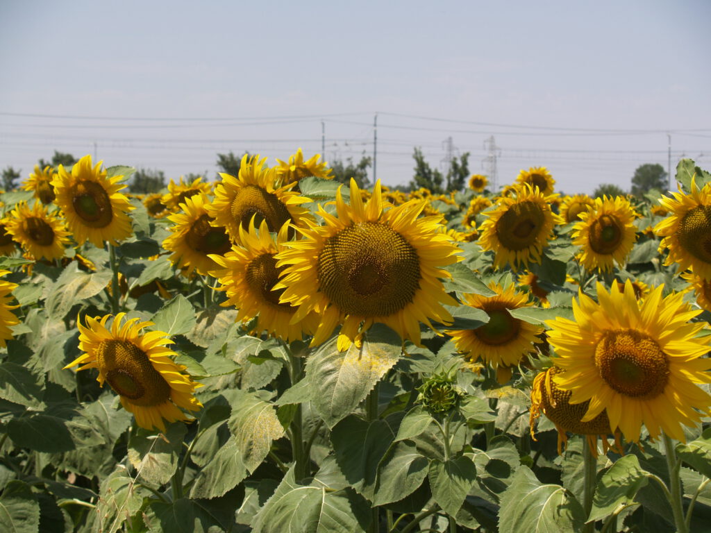 Bella Travel Tuscan Sunflowers