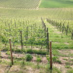 Barolo Vineyards