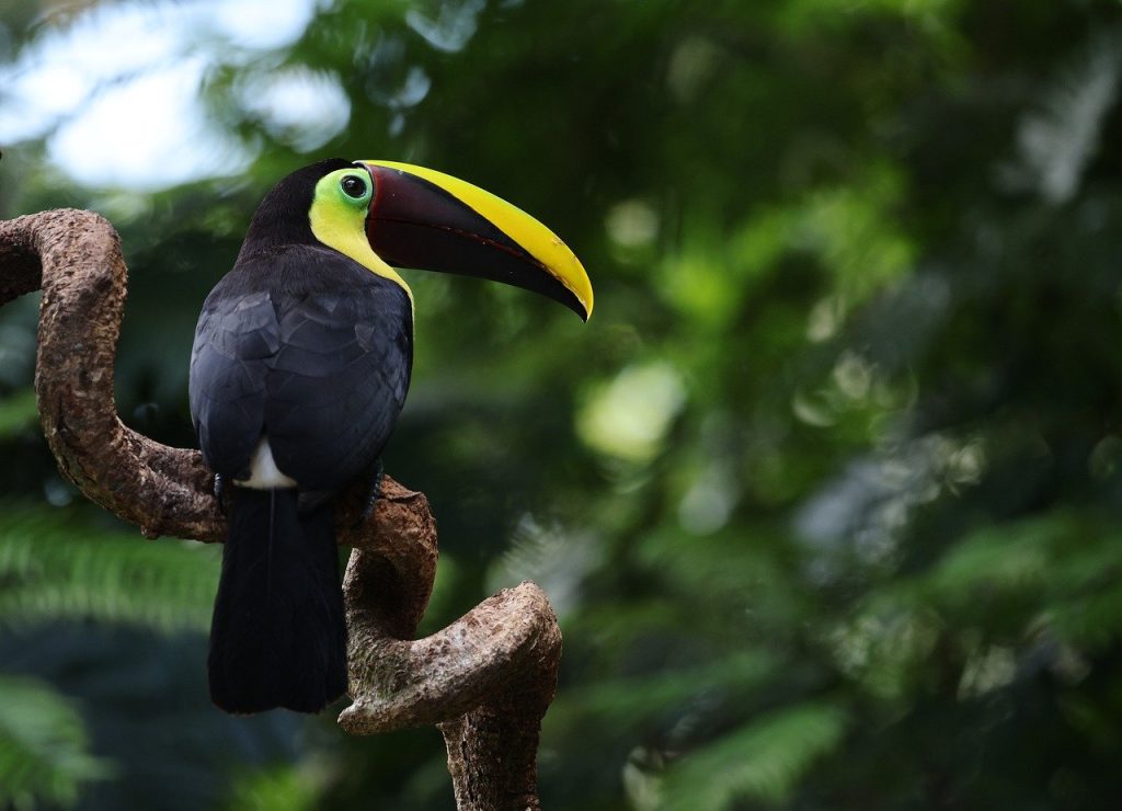 toucan, bird, nature, animal, wildlife, plumage, avian, water, river, costa rica, tree, chestnut-mandibled toucan, yellow fronted toucan